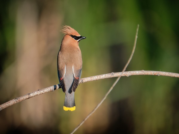 Cedar Waxwing by Andrew Wasik
